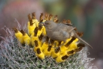 Curve-billed-Thrasher;Ferocactus-wislizenii;Fishhook-Barrel-Cactus;Fruit;One;Thr